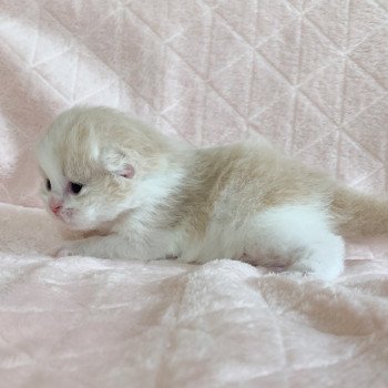 Chaton Highland Straight Link Chatterie Nekobaa Chaton Highland Straight Link Chatterie Nekobaa