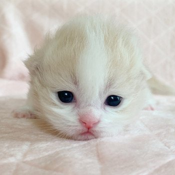 Chaton Highland Straight Link Chatterie Nekobaa Chaton Highland Straight Link Chatterie Nekobaa