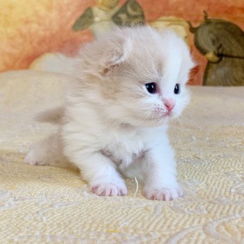 chaton Highland Straight Link Chatterie Nekobaa chaton Highland Straight Link Chatterie Nekobaa