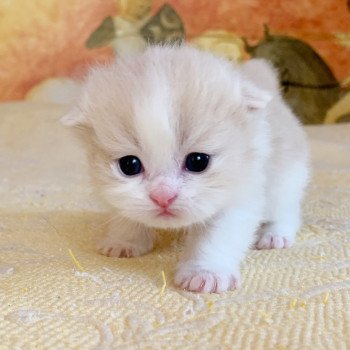 chaton Highland Straight Link Chatterie Nekobaa chaton Highland Straight Link Chatterie Nekobaa