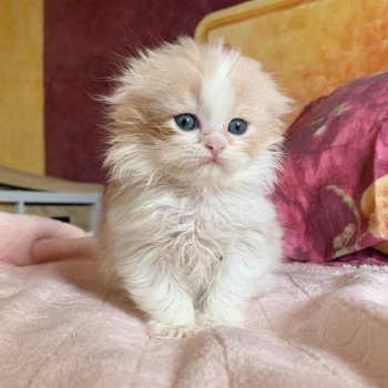 chaton Highland Straight Link Chatterie Nekobaa chaton Highland Straight Link Chatterie Nekobaa