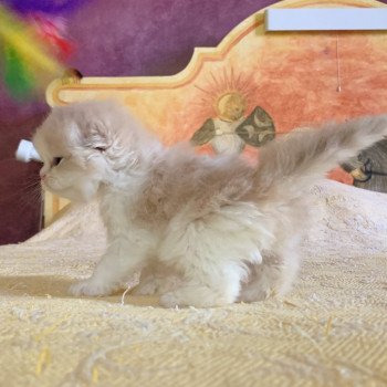 chaton Highland Straight Link Chatterie Nekobaa chaton Highland Straight Link Chatterie Nekobaa