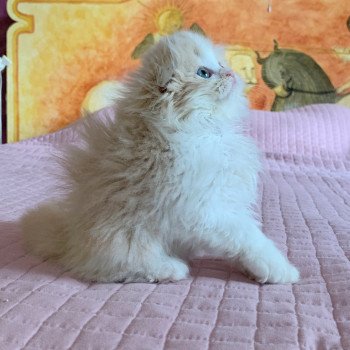 chaton Highland Fold Link Chatterie Nekobaa chaton Highland Fold Link Chatterie Nekobaa
