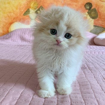 chaton Highland Fold Link Chatterie Nekobaa chaton Highland Fold Link Chatterie Nekobaa