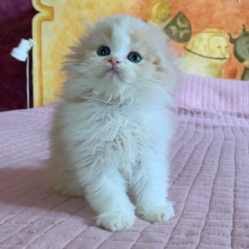 chaton Highland Fold Link Chatterie Nekobaa chaton Highland Fold Link Chatterie Nekobaa