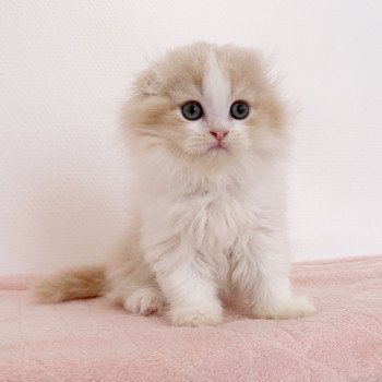 chaton Highland Fold Link Chatterie Nekobaa chaton Highland Fold Link Chatterie Nekobaa