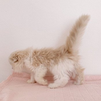 chaton Highland Fold Link Chatterie Nekobaa chaton Highland Fold Link Chatterie Nekobaa