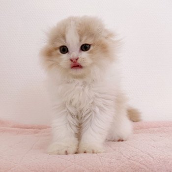 chaton Highland Fold Link Chatterie Nekobaa chaton Highland Fold Link Chatterie Nekobaa