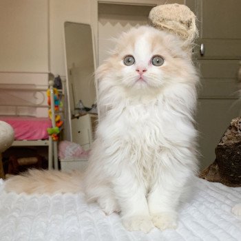chaton Highland Fold Link Chatterie Nekobaa chaton Highland Fold Link Chatterie Nekobaa