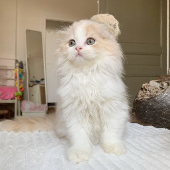 chaton Highland Fold Link Chatterie Nekobaa chaton Highland Fold Link Chatterie Nekobaa