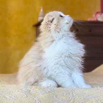 chaton Highland Fold Link Chatterie Nekobaa chaton Highland Fold Link Chatterie Nekobaa