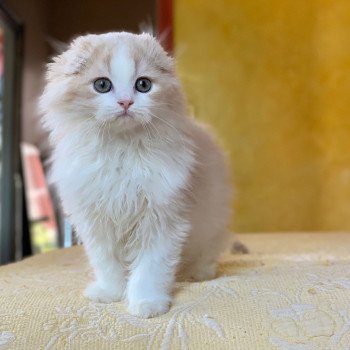 chaton Highland Fold Link Chatterie Nekobaa chaton Highland Fold Link Chatterie Nekobaa