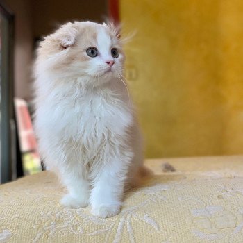 chaton Highland Fold Link Chatterie Nekobaa chaton Highland Fold Link Chatterie Nekobaa