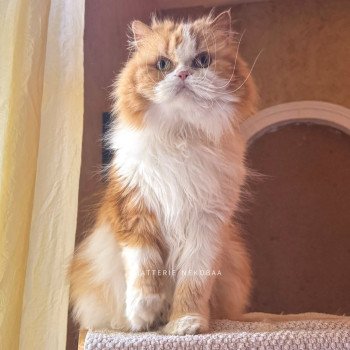 chat Highland Straight red blotched tabby Mikasa Chatterie Nekobaa