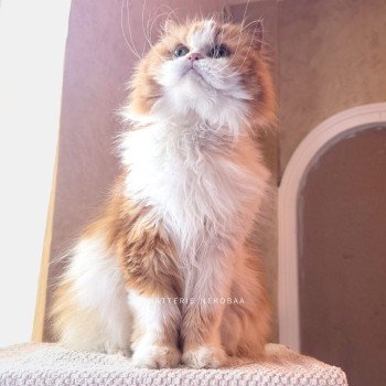 chat Highland Straight red blotched tabby Mikasa Chatterie Nekobaa