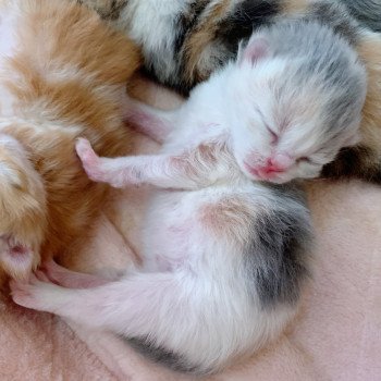 chaton Highland Straight Mina Chatterie Nekobaa chaton Highland Straight Mina Chatterie Nekobaa
