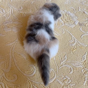 chaton Highland Straight Mina Chatterie Nekobaa chaton Highland Straight Mina Chatterie Nekobaa