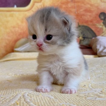 chaton Highland Straight Mina Chatterie Nekobaa chaton Highland Straight Mina Chatterie Nekobaa