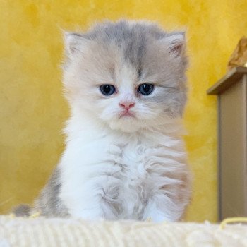 chaton Highland Straight Mina Chatterie Nekobaa chaton Highland Straight Mina Chatterie Nekobaa