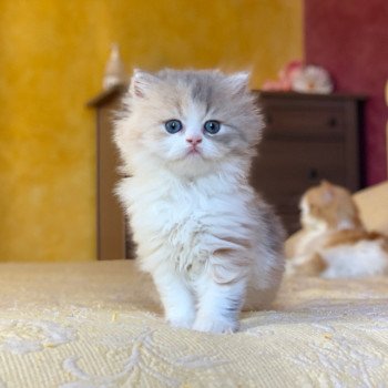chaton Highland Straight Mina Chatterie Nekobaa chaton Highland Straight Mina Chatterie Nekobaa