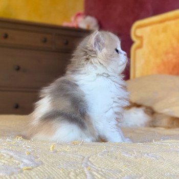chaton Highland Straight Mina Chatterie Nekobaa chaton Highland Straight Mina Chatterie Nekobaa