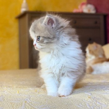 chaton Highland Straight Mina Chatterie Nekobaa chaton Highland Straight Mina Chatterie Nekobaa