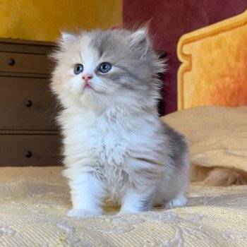 chaton Highland Straight Mina Chatterie Nekobaa chaton Highland Straight Mina Chatterie Nekobaa