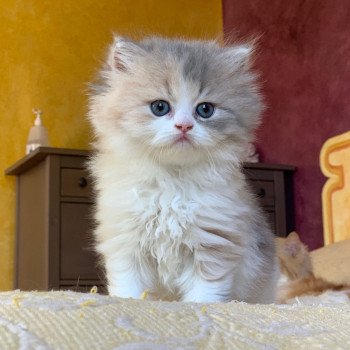 chaton Highland Straight Mina Chatterie Nekobaa chaton Highland Straight Mina Chatterie Nekobaa