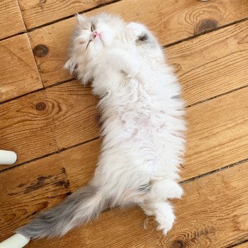 chaton Highland Straight Mina Chatterie Nekobaa chaton Highland Straight Mina Chatterie Nekobaa