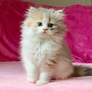 chaton Highland Straight Mina Chatterie Nekobaa chaton Highland Straight Mina Chatterie Nekobaa
