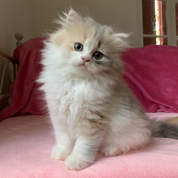 chaton Highland Straight Mina Chatterie Nekobaa chaton Highland Straight Mina Chatterie Nekobaa