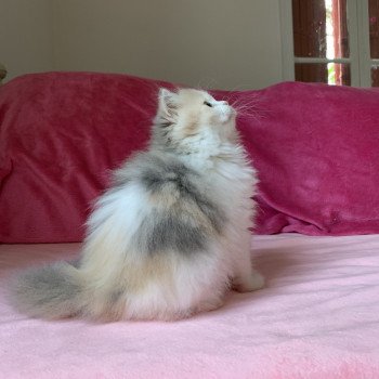 chaton Highland Straight Mina Chatterie Nekobaa chaton Highland Straight Mina Chatterie Nekobaa