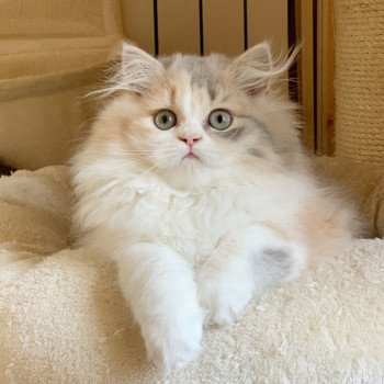chaton Highland Straight blue tortie blotched tabby & blanc Mina Chatterie Nekobaa chaton Highland Straight blue tortie blotched tabby & blanc Mina Chatterie Nekobaa