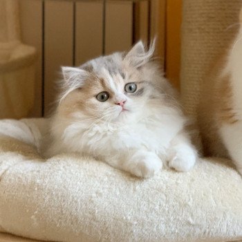 chaton Highland Straight blue tortie blotched tabby & blanc Mina Chatterie Nekobaa chaton Highland Straight blue tortie blotched tabby & blanc Mina Chatterie Nekobaa