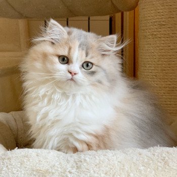 chaton Highland Straight blue tortie blotched tabby & blanc Mina Chatterie Nekobaa chaton Highland Straight blue tortie blotched tabby & blanc Mina Chatterie Nekobaa
