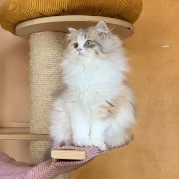chaton Highland Straight blue tortie blotched tabby & blanc Mina Chatterie Nekobaa chaton Highland Straight blue tortie blotched tabby & blanc Mina Chatterie Nekobaa