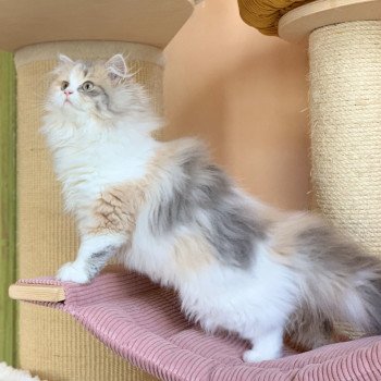 chaton Highland Straight blue tortie blotched tabby & blanc Mina Chatterie Nekobaa chaton Highland Straight blue tortie blotched tabby & blanc Mina Chatterie Nekobaa