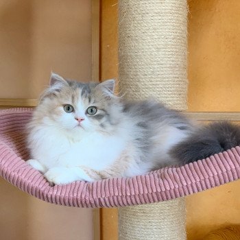 chaton Highland Straight blue tortie blotched tabby & blanc Mina Chatterie Nekobaa chaton Highland Straight blue tortie blotched tabby & blanc Mina Chatterie Nekobaa