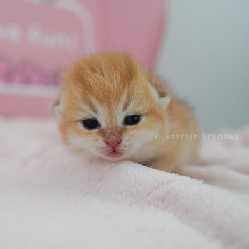 chaton Scottish Straight black golden shaded Neji Chatterie Nekobaa