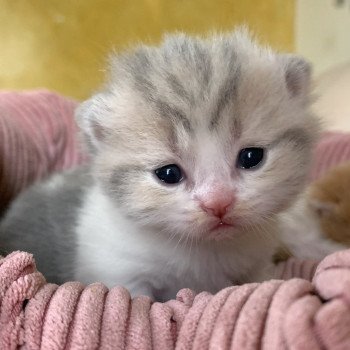 chaton Scottish Straight blue blotched tabby & blanc Okiko Chatterie Nekobaa