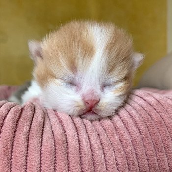 chaton Highland Straight red blotched tabby & blanc Ōkyo Chatterie Nekobaa