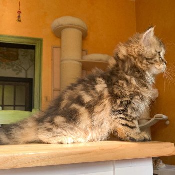 chaton Highland Straight brown blotched tabby Omoï Chatterie Nekobaa chaton Highland Straight brown blotched tabby Omoï Chatterie Nekobaa