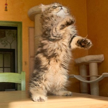 chaton Highland Straight brown blotched tabby Omoï Chatterie Nekobaa chaton Highland Straight brown blotched tabby Omoï Chatterie Nekobaa