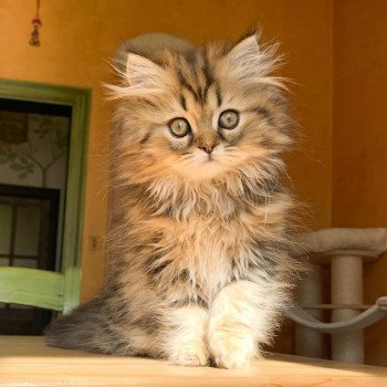 chaton Highland Straight brown blotched tabby Omoï Chatterie Nekobaa chaton Highland Straight brown blotched tabby Omoï Chatterie Nekobaa