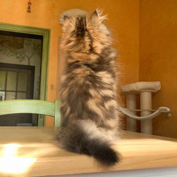 chaton Highland Straight brown blotched tabby Omoï Chatterie Nekobaa chaton Highland Straight brown blotched tabby Omoï Chatterie Nekobaa