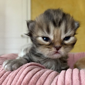 chaton Highland Straight brown blotched tabby Omoï Chatterie Nekobaa chaton Highland Straight brown blotched tabby Omoï Chatterie Nekobaa