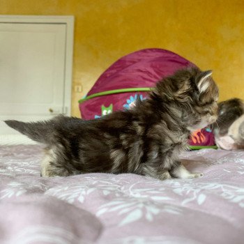 chaton Highland Straight brown blotched tabby Omoï Chatterie Nekobaa chaton Highland Straight brown blotched tabby Omoï Chatterie Nekobaa