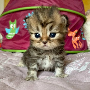 chaton Highland Straight brown blotched tabby Omoï Chatterie Nekobaa chaton Highland Straight brown blotched tabby Omoï Chatterie Nekobaa