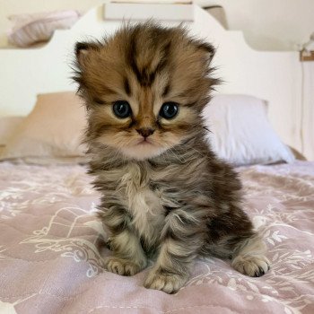 chaton Highland Straight brown blotched tabby Omoï Chatterie Nekobaa chaton Highland Straight brown blotched tabby Omoï Chatterie Nekobaa