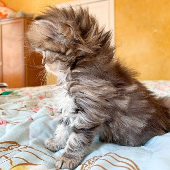 chaton Highland Straight brown blotched tabby Omoï Chatterie Nekobaa chaton Highland Straight brown blotched tabby Omoï Chatterie Nekobaa